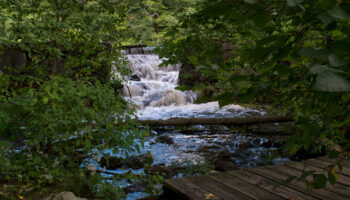 Bartlett Arboretum & Gardens Thumbnail