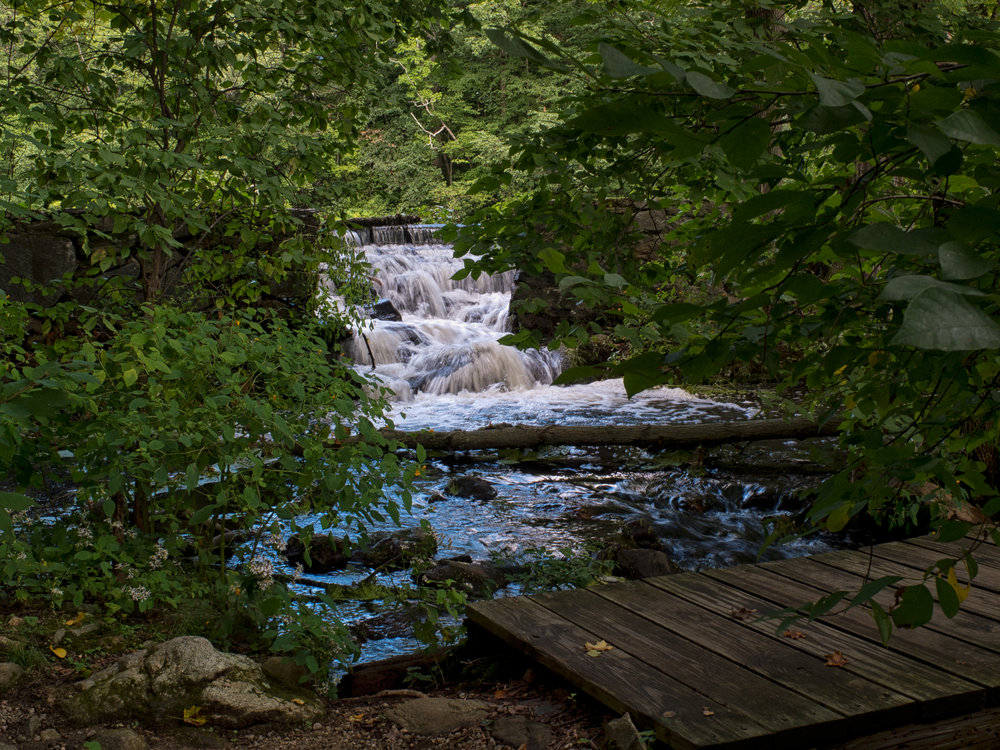 bartlett arboretum
