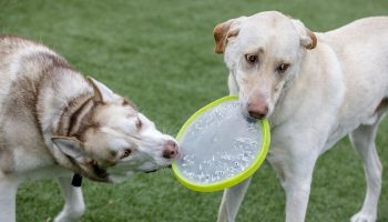 Stamford Dog Park Thumbnail