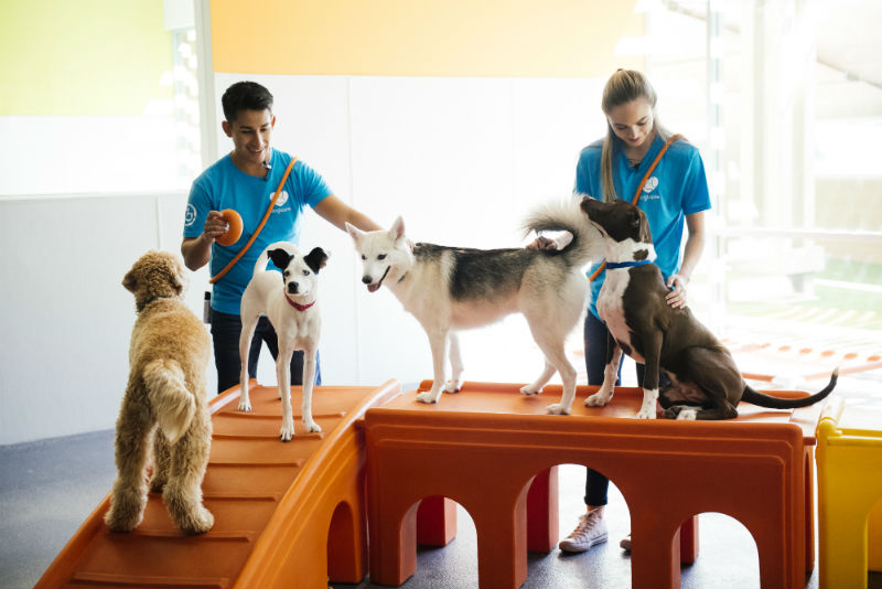 dogtopia stamford