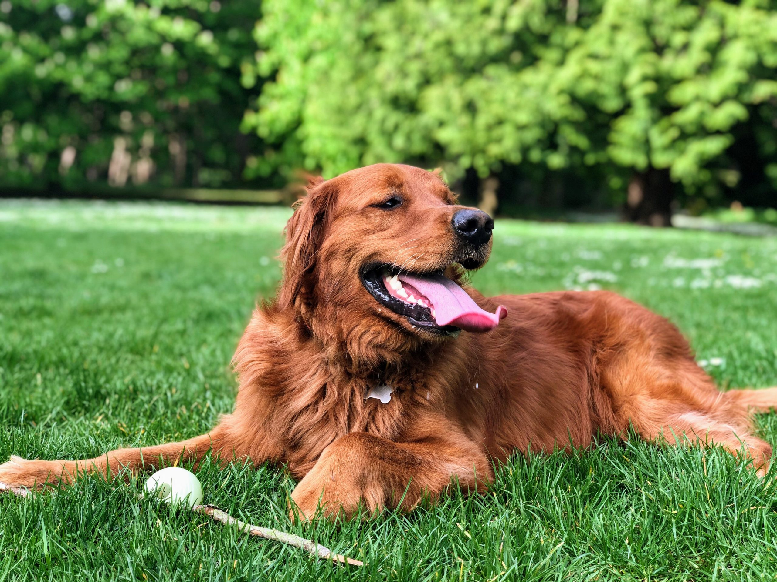 dog park the lloyd